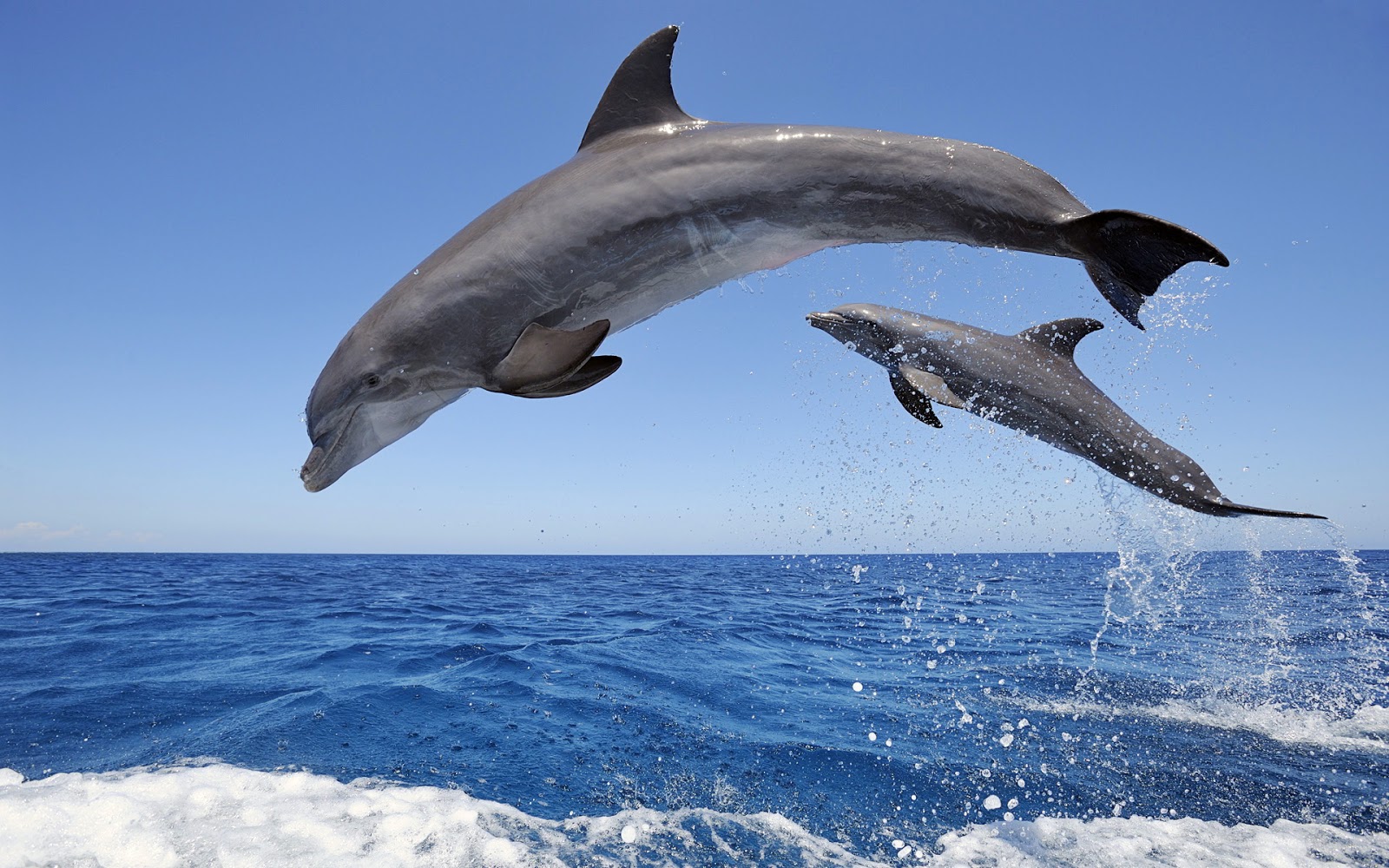 , Μαγευτικό βίντεο: Ο χορός των δελφινιών στην Πύλο!
