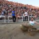 , Πανελλήνιο Στίβου 2022: Ο κόσμος αποθέωσε τον Μίλτο Τεντόγλου στη Θεσσαλονίκη (pics)
